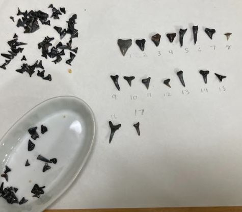 shark teeth