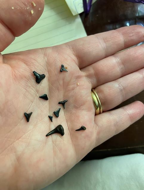 shark teeth
