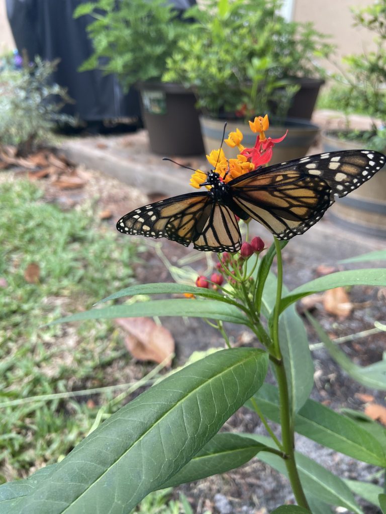 Magic of the Backyard Butterfly